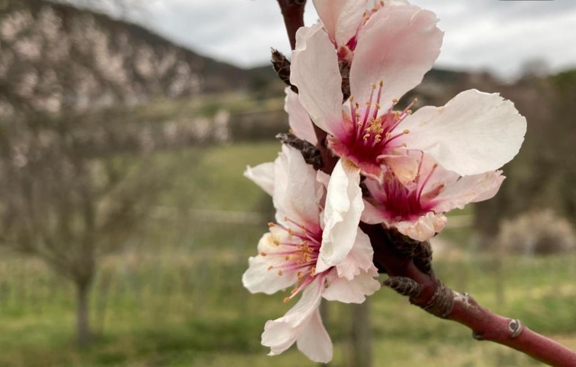 Frühlingserwachen der Mandelbäume